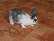 Zvířátkový den ve školce